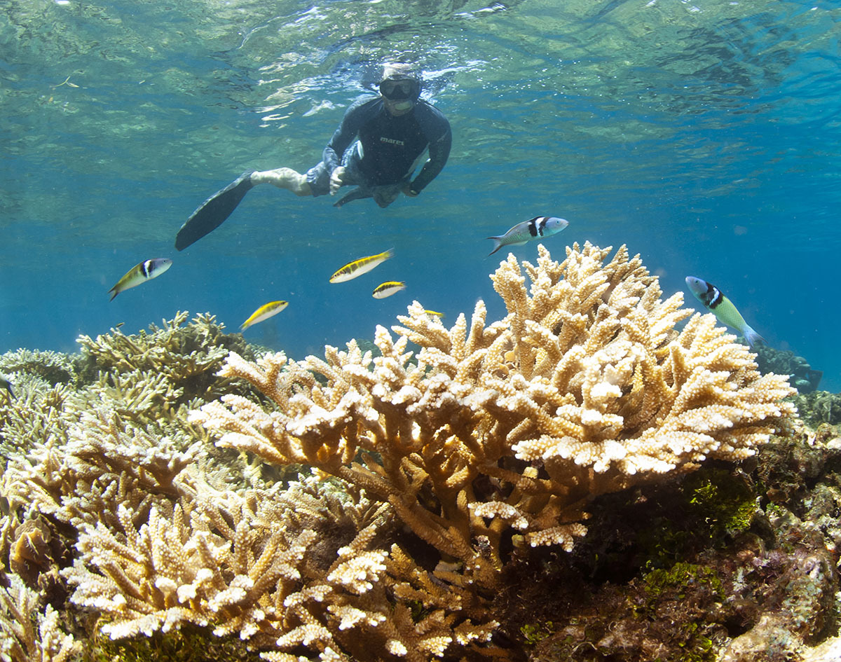 Saving Coral Reefs Through Wastewater Management
