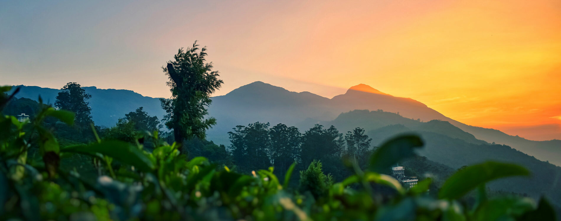 Organisational Support