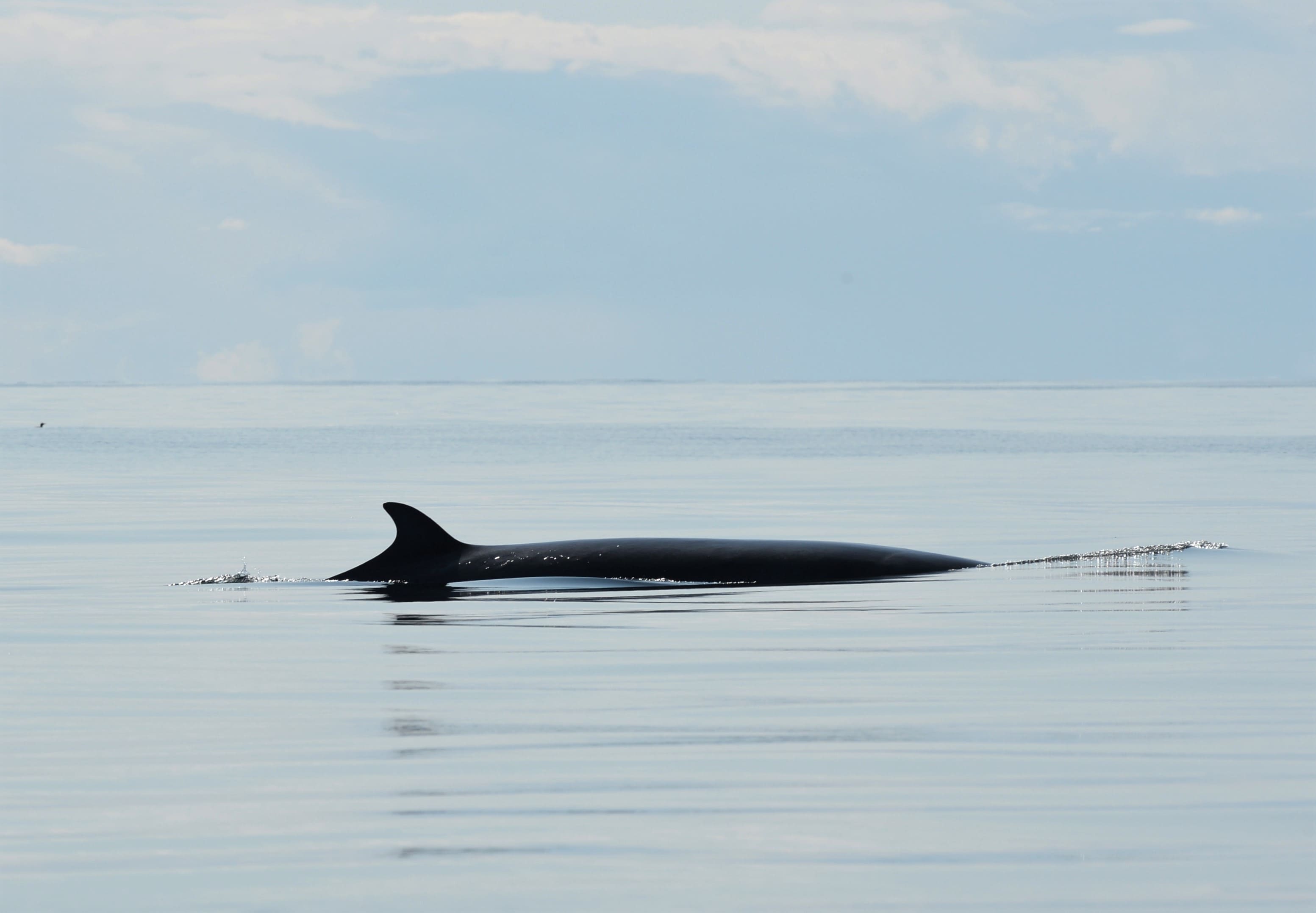 Ocean Innovation Fund