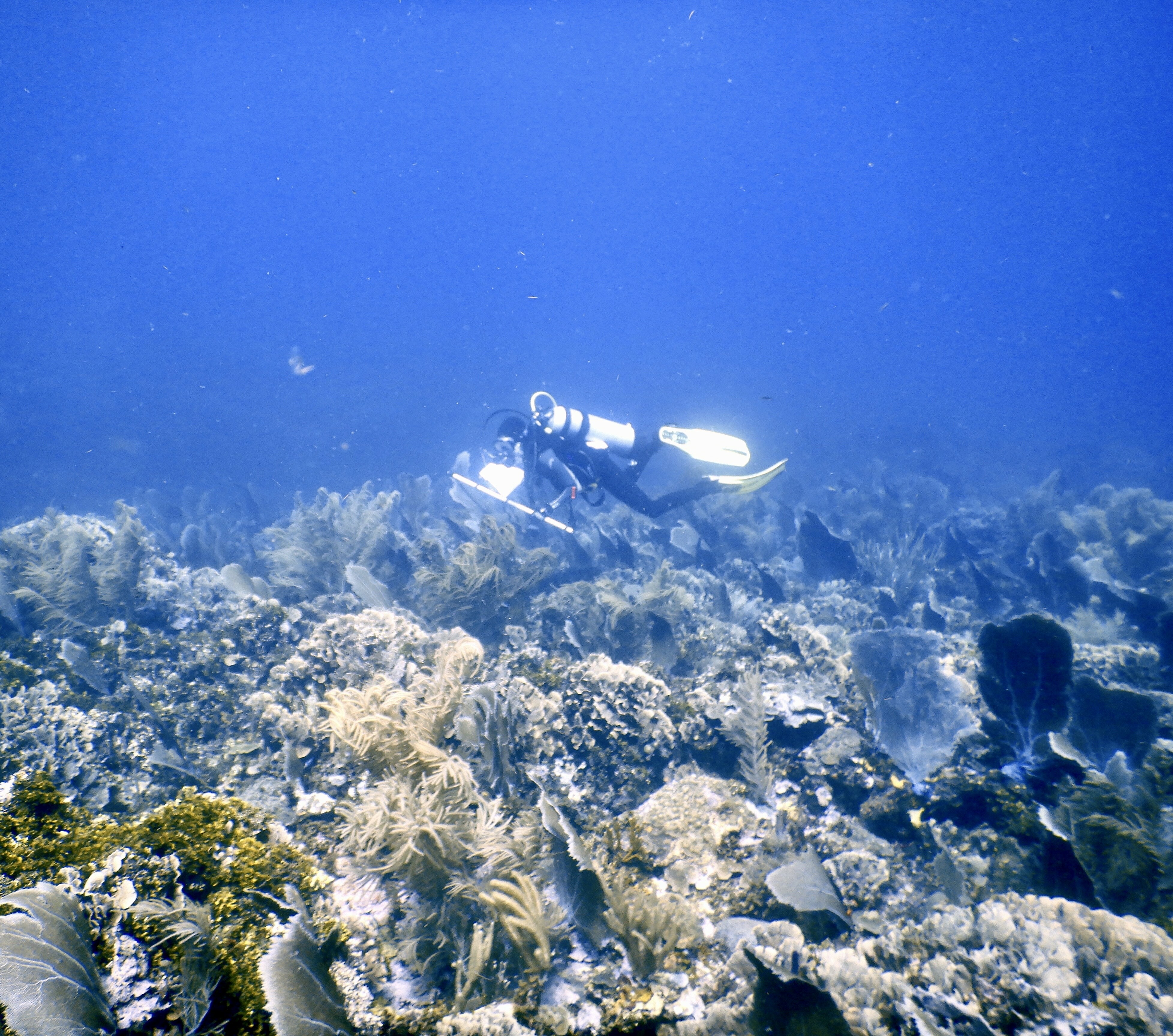 A Delicious Solution to Nutrient Pollution on Reefs