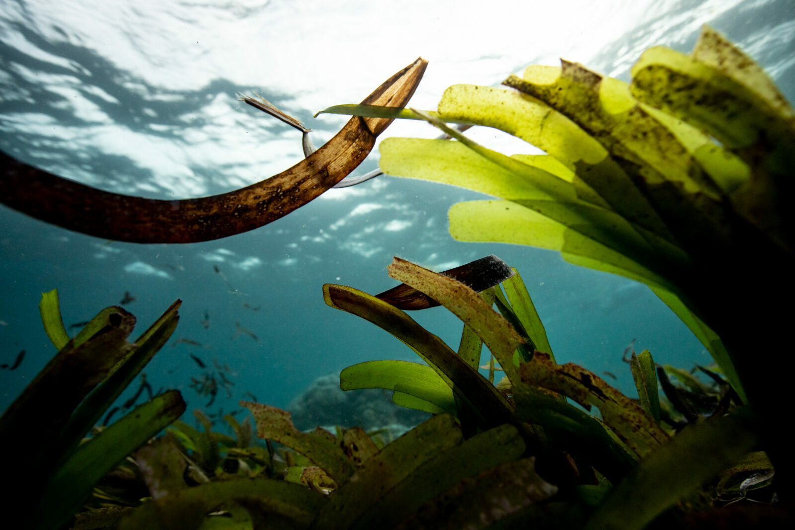 Rapidly build the ocean as a climate change solution