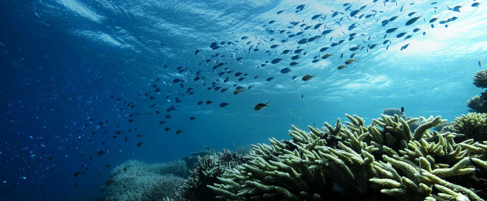 Working to protect the ocean