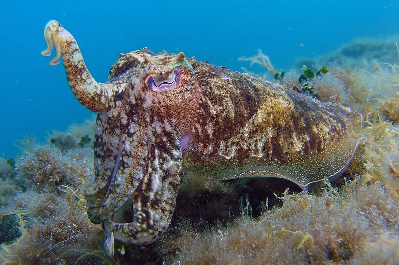 Dogger Bank Justice and Restoration